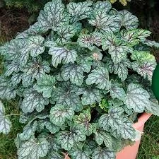 Гейхера гибридная Марвелес Марбл Сильвер v2 Tim 