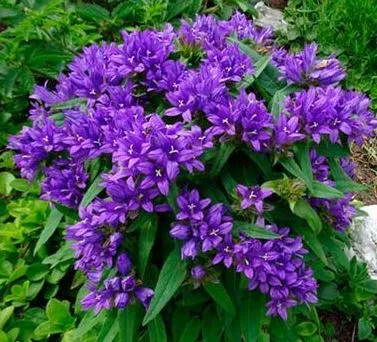 Корневище Колокольчик скученный Одесса Блу I 1шт Поиск 