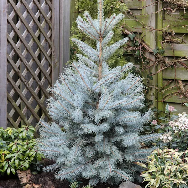 Ель колючая Джоза v18 60-70 