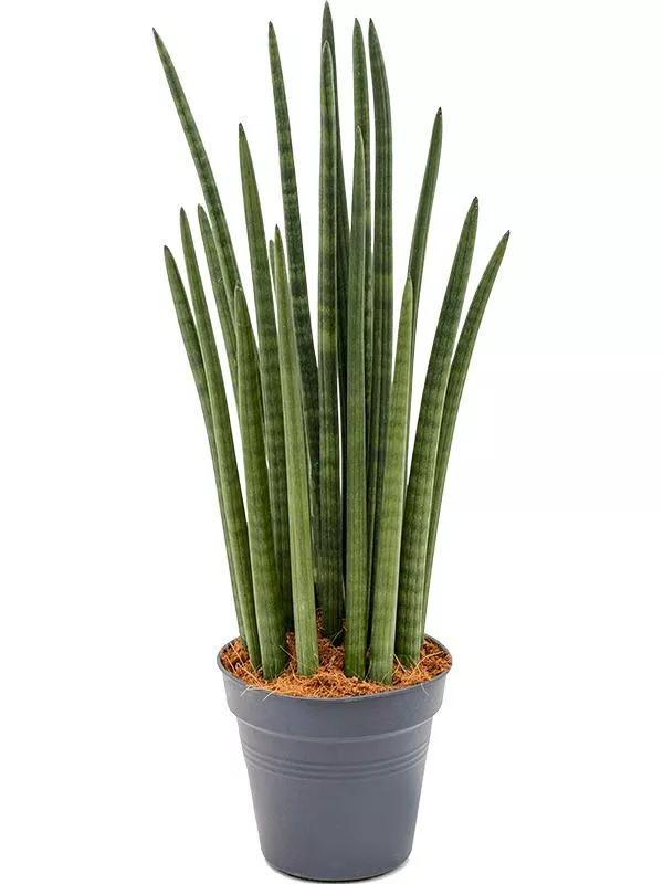 Сансевиерия цилиндрическая d9 h25 