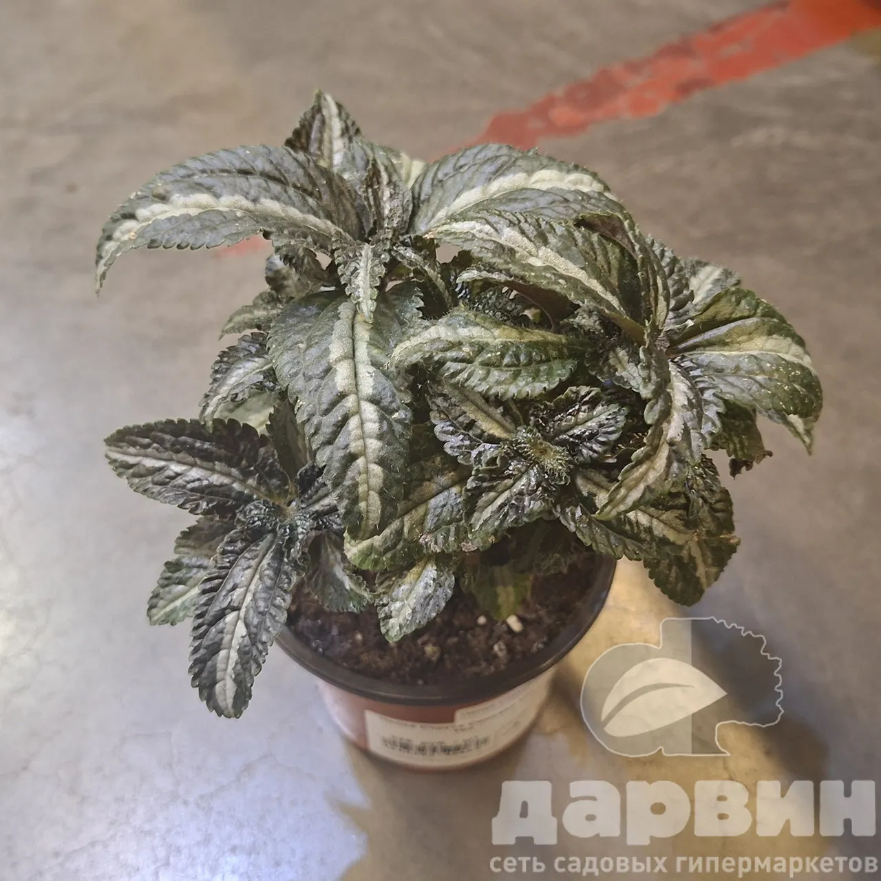 Пилея Спруса Сильвер d11 Tim 