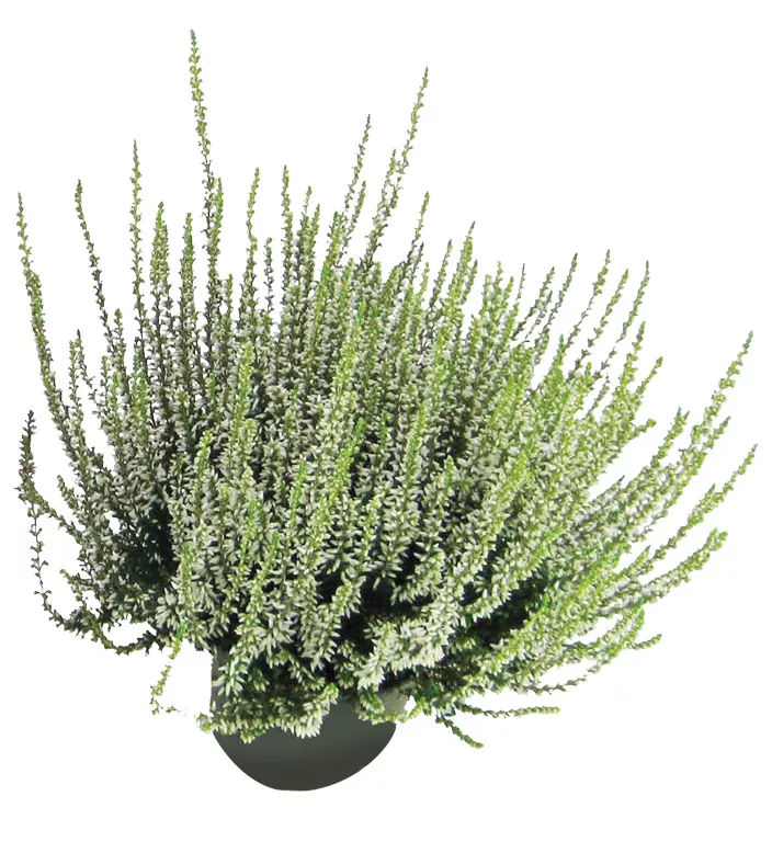 Вереск Бьюти Ледис d9 h10-15 