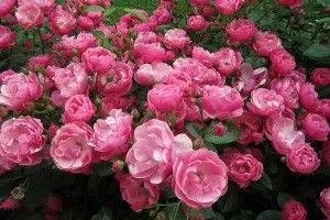 Роза флорибунда в ассортименте V7 ETK 