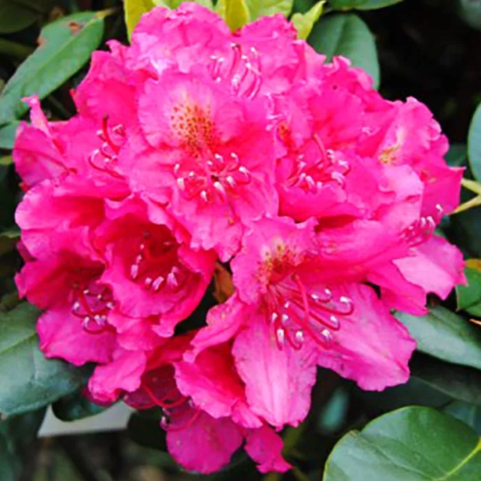 Рододендрон гибридный Пирсс Американ Бьюти C1 