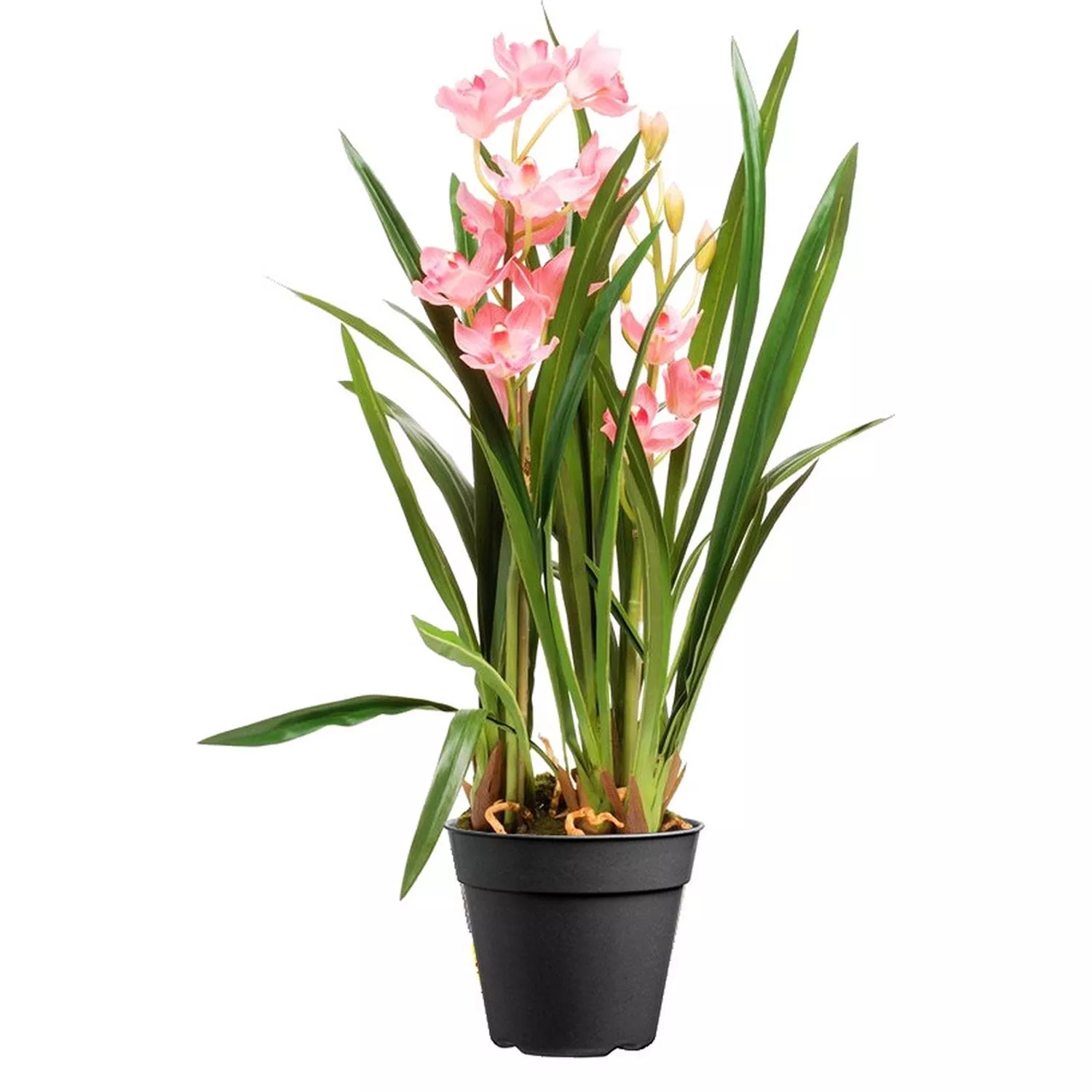 Цимбидиум d12 h50 