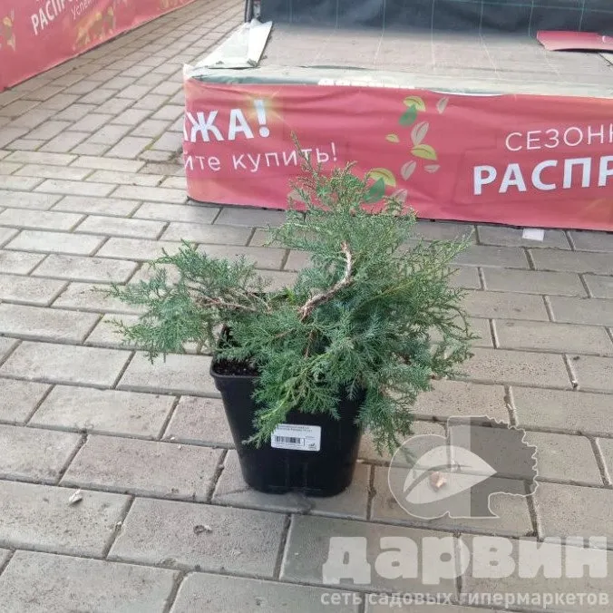 Можжевельник средний Вильгельм Пфитцер v5 Lav 