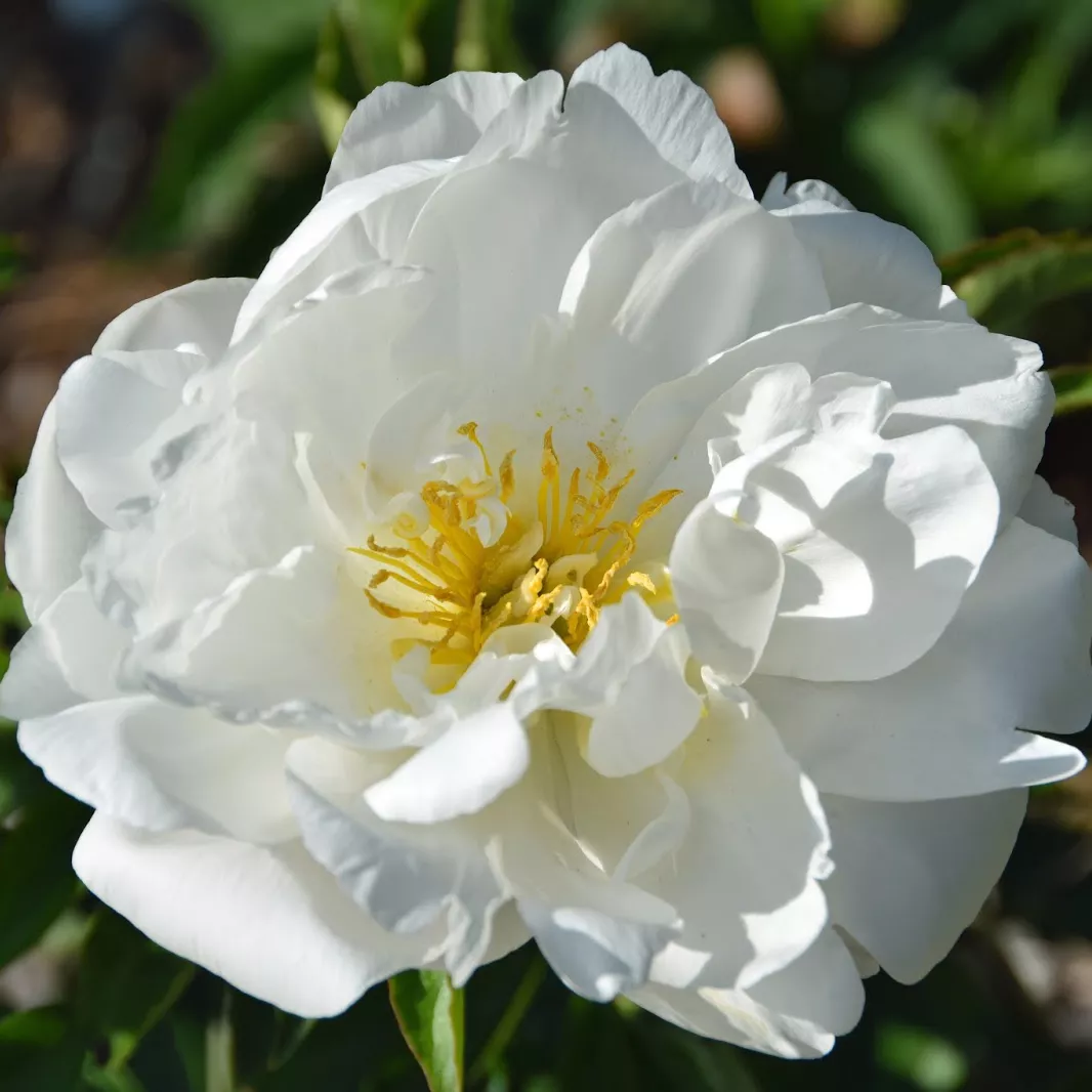 Пион Мисс Америка v5 Tim 