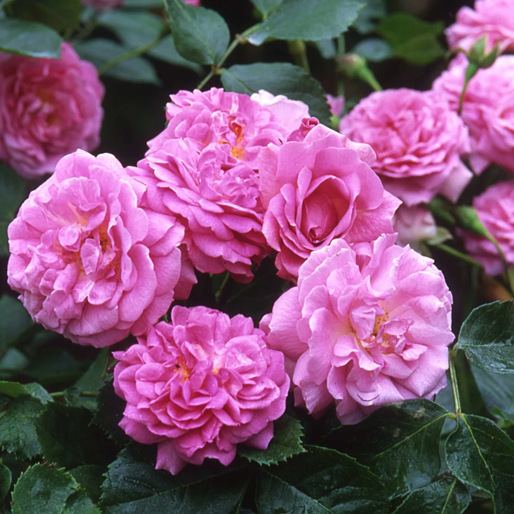 Роза мускусный гибрид Лавендер Лесси с5, Tim 