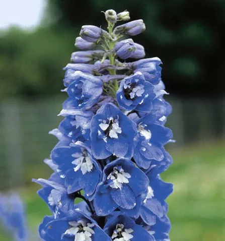 Дельфиниум v3 ЦВ 