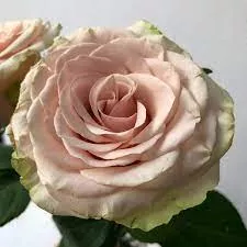 Роза чайно-гибридная Помпеи v5 Lav 