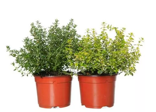 Тимьян в ассортименте v5 Lav 