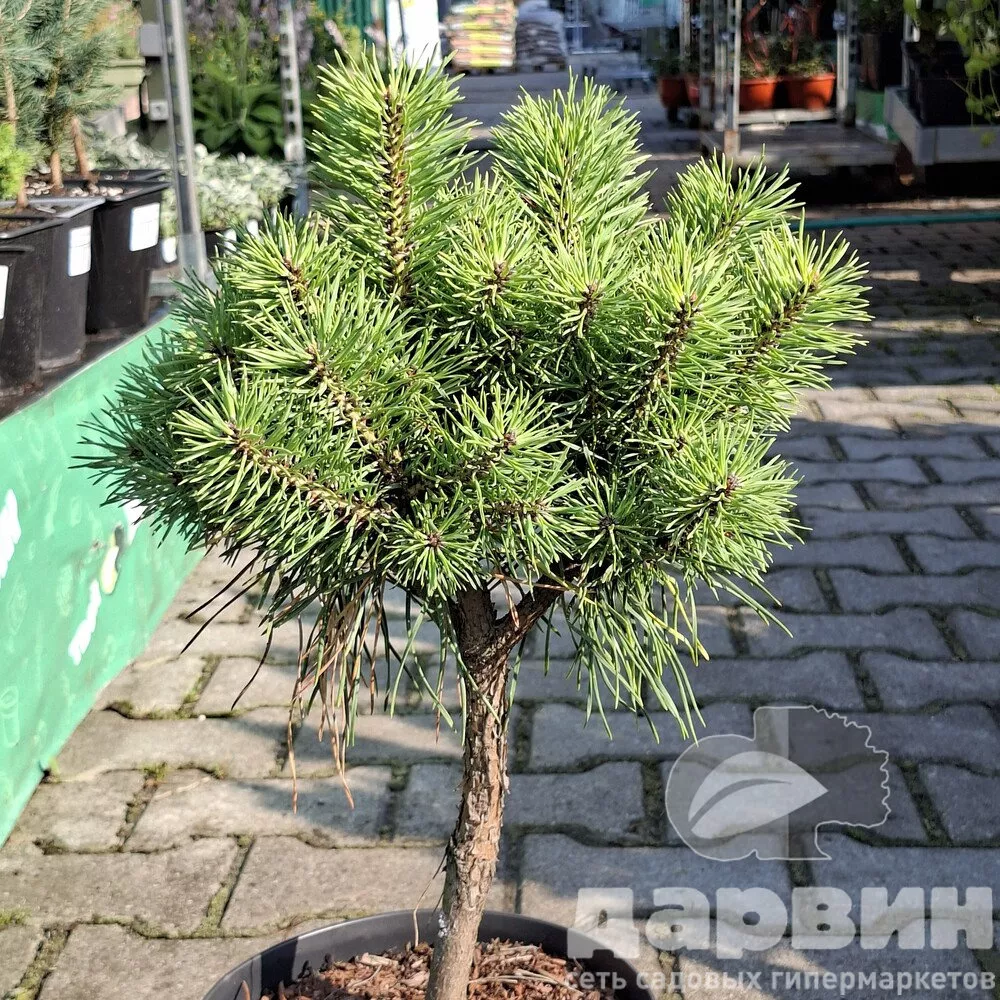 Сосна обыкновенная Блю Скай 25-30 cm cont. 4,0L Mt 