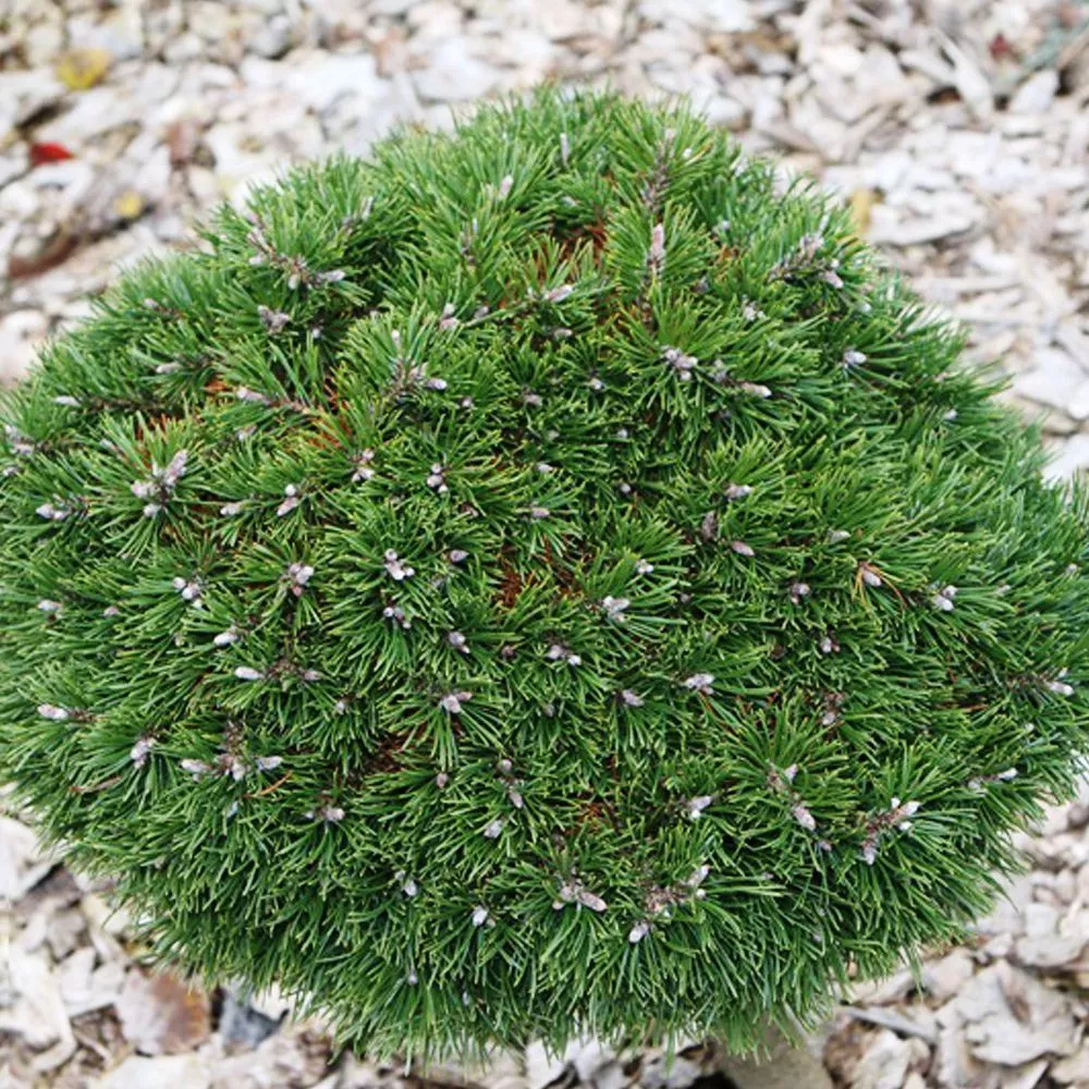 Растение сосна горная Грюне велле 10-15 KG 