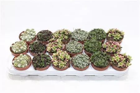 Анакампсерос d8 h12 