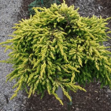 Можжевельник обыкновенный Голдшатц v2 Lav 