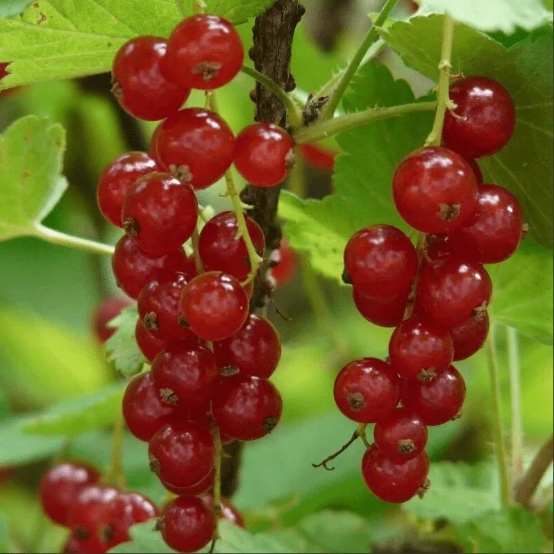 Ред Лейк Смородина