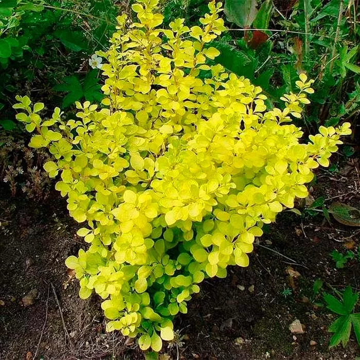 Барбарис тунберга Аурея, с2 BL 