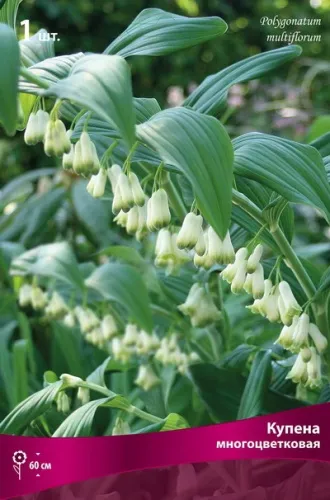 Кореневище Купена многоцветковая 1шт Поиск 