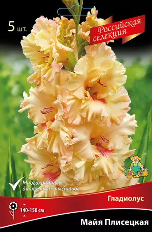 Луковица Гладиолус крупноцветковой Майя Плисецкая 10/12 5шт. Поиск 
