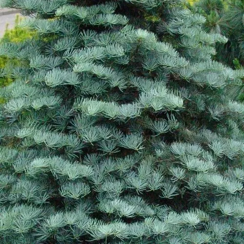 Пихта одноцветная 50-80см 