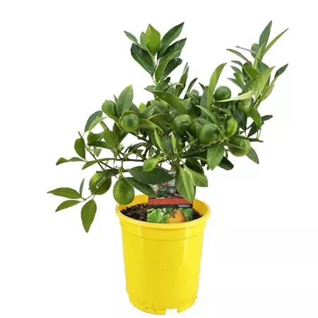 Цитрус Лимон d14 h30 