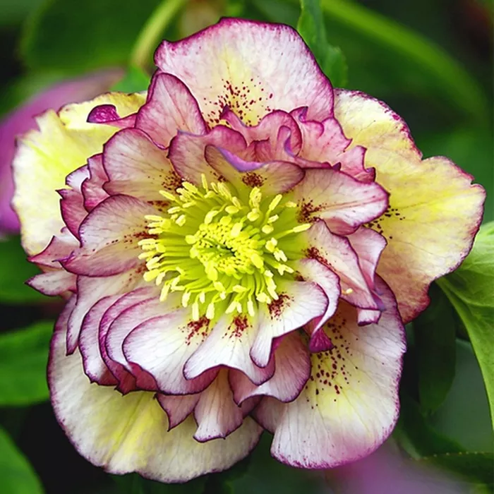 Корневище Морозник Дабл Эллен Пикотии 1шт/уп 