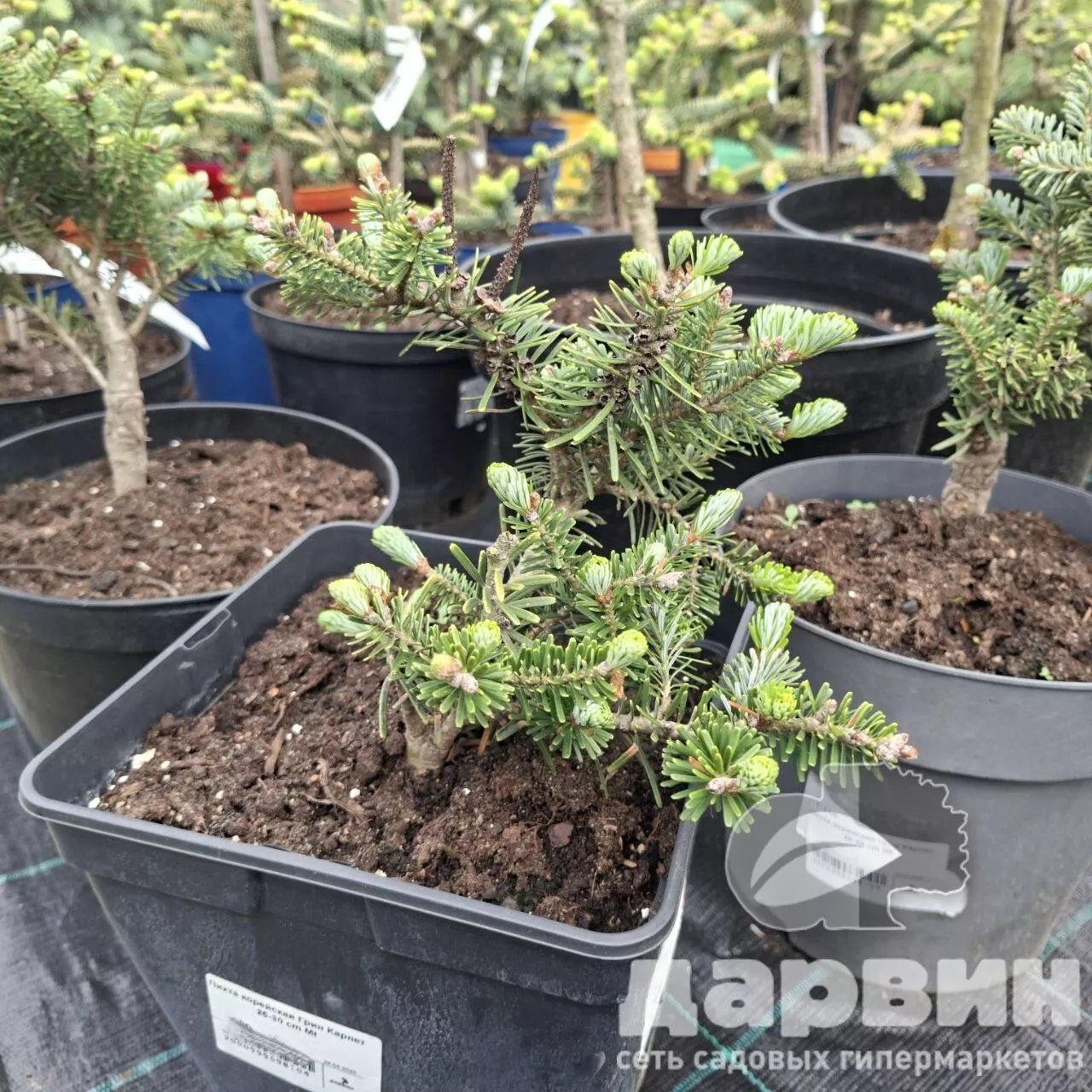 Пихта корейская Грин Карпет 25-30 cm Mt 