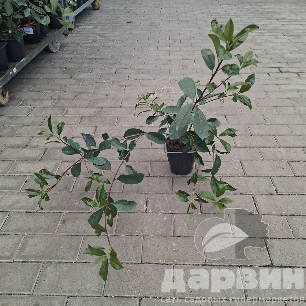 Фотиния фрайзера Ред Робин v2 Lav 