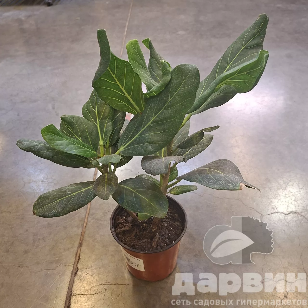 Фикус бенгальский Одри d12 Tim 
