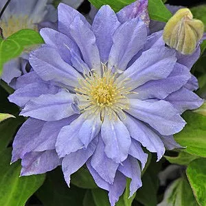 Клематис Азур Болл v2 CL 