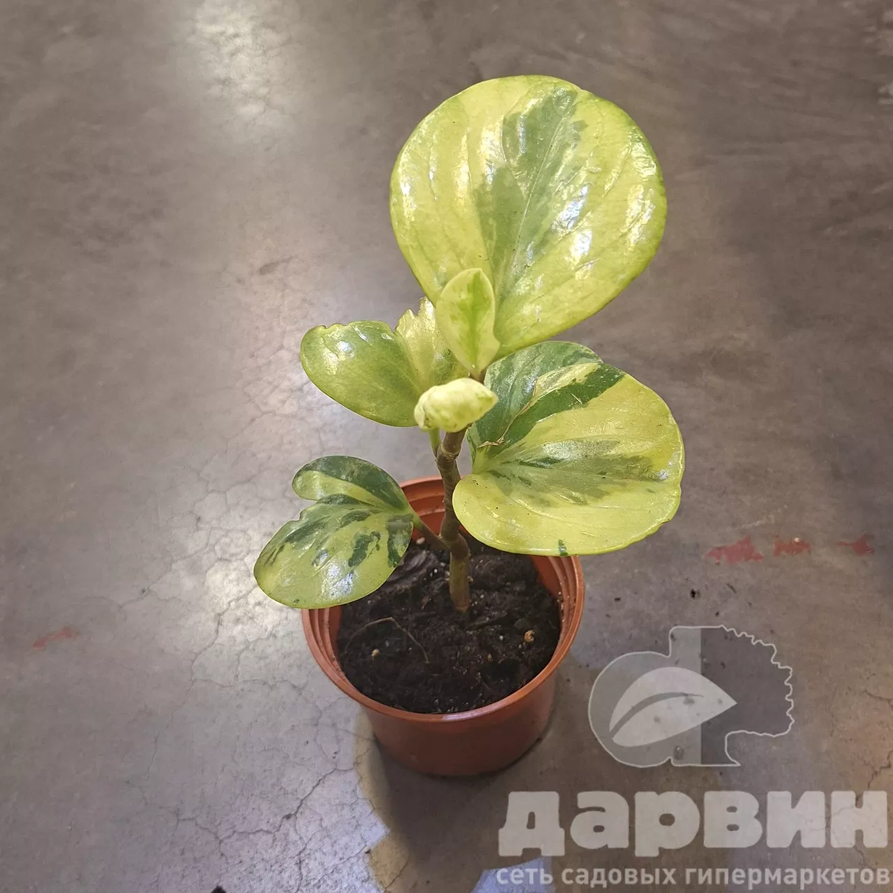 Пеперомия вариегата d10 Tim 