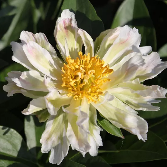 Пион Грин Лотус v5 Tim 