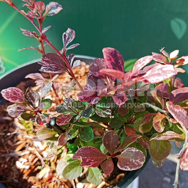 Барбарис тунберга Арлекин с2 h20-30 UL 