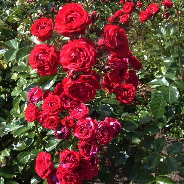 Роза миниатюрная Ред с2 UL 