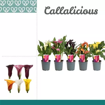 Калла микс d12 h30 