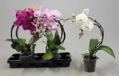 Фаленопсис 2ст Бумеранг микс d12 h50 