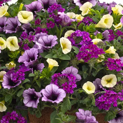 Композиция кашпо с ампельными в асс. D21 