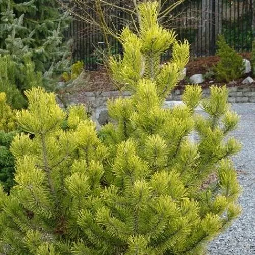 Растение сосна горная Зюндерт с3 