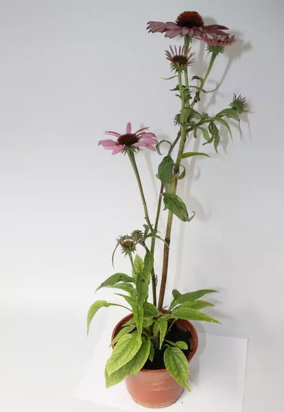 Эхинацея D15 bix 