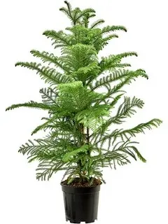 Араукария разнолистная d24 h90 