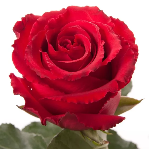 Роза чайно-гибридная Лотос  v5 Lav 