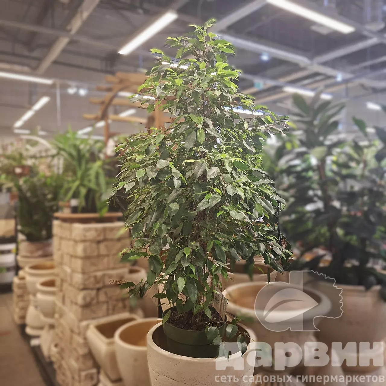 Фикус Бенджамина Даниэль пирамида d27 h130 