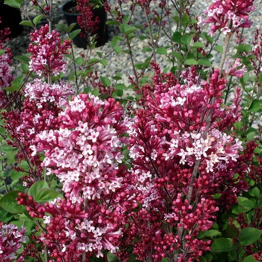 Сирень обыкновенная Ред Вайн v5 h30-50 