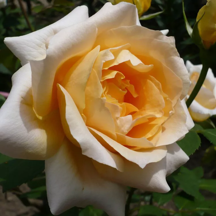 Роза чайно-гибридная Казанова в коробке ZP 