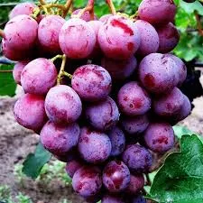 Виноград плодовый Низина красно-бордовый v5Tim 