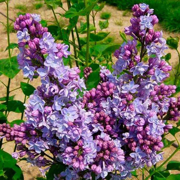 Сирень обыкновенная Мишель Бюхнер c3 BL 