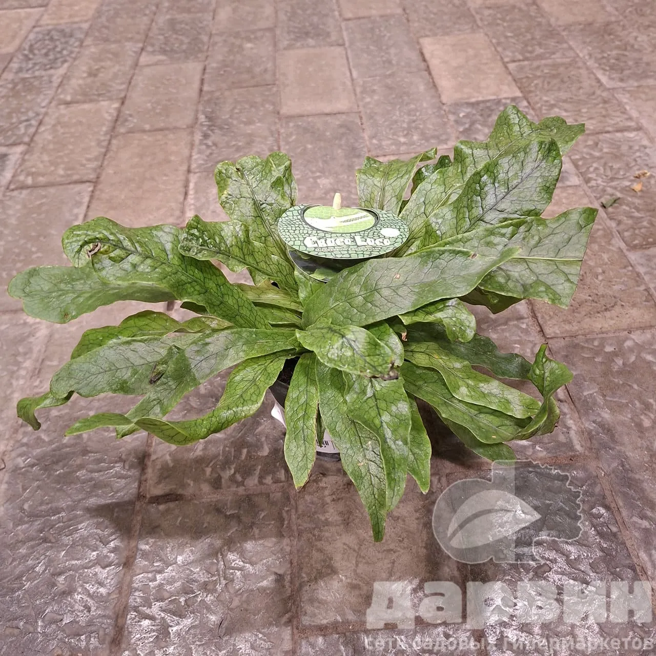 Микросорум Крокодиллус d12 h30 