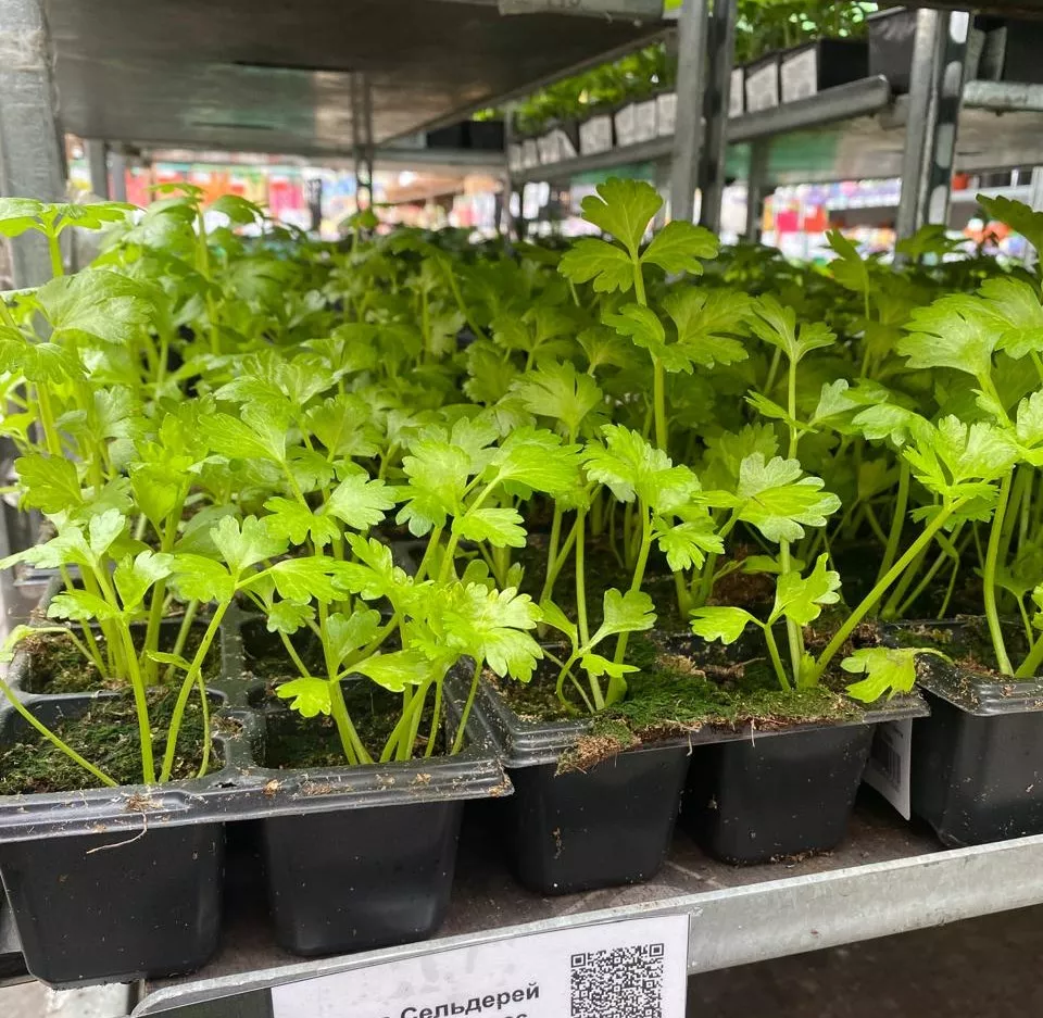 Рассада Сельдерей черешковый в асс. Е6 bix 