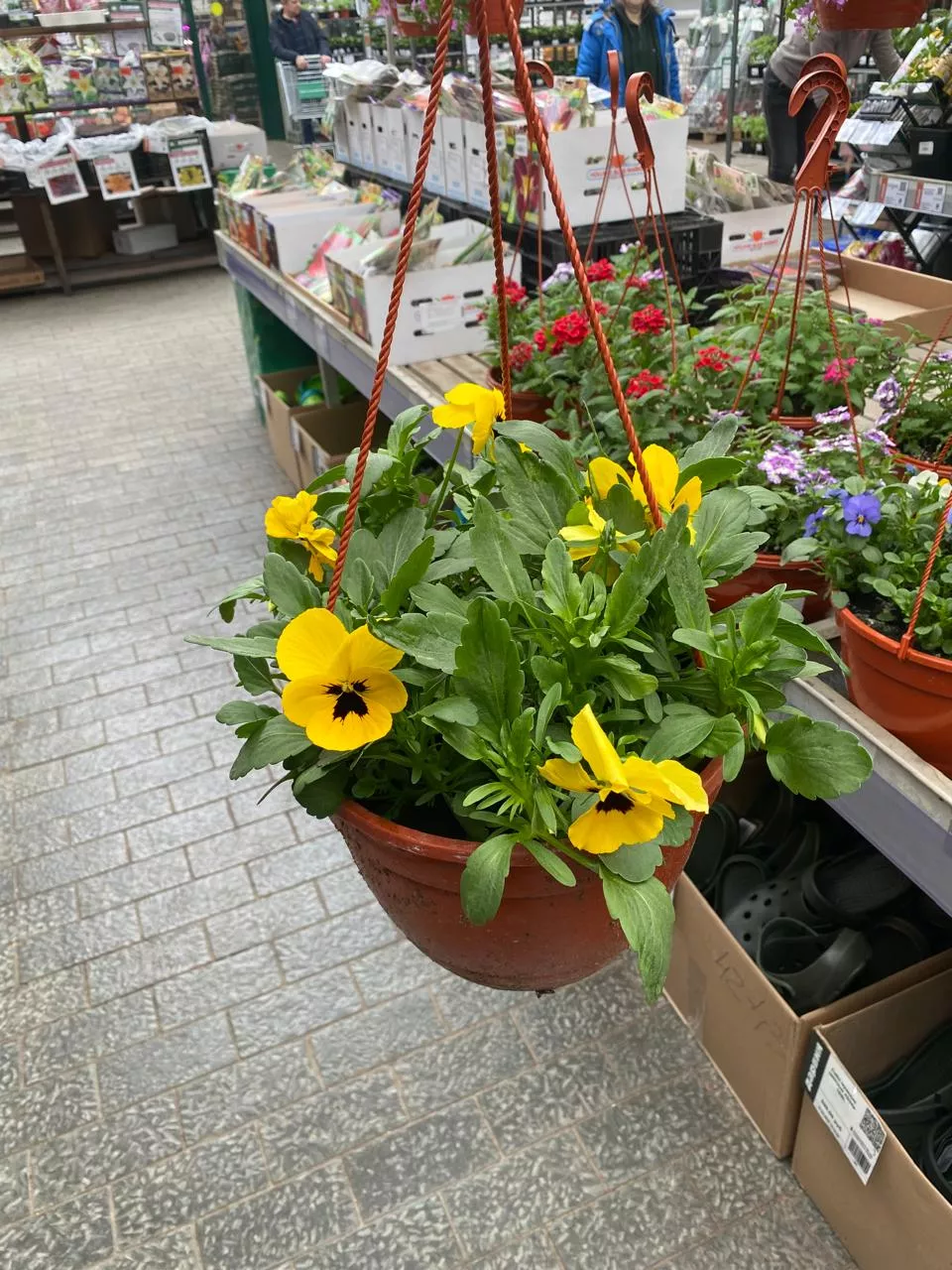 Виола в кашпо d23 Tim 