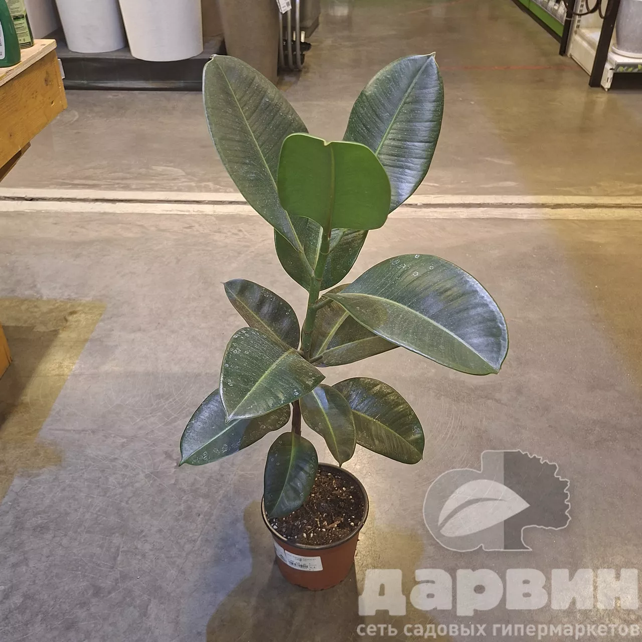 Фикус эластика Робуста d17 h40-60 Tim 